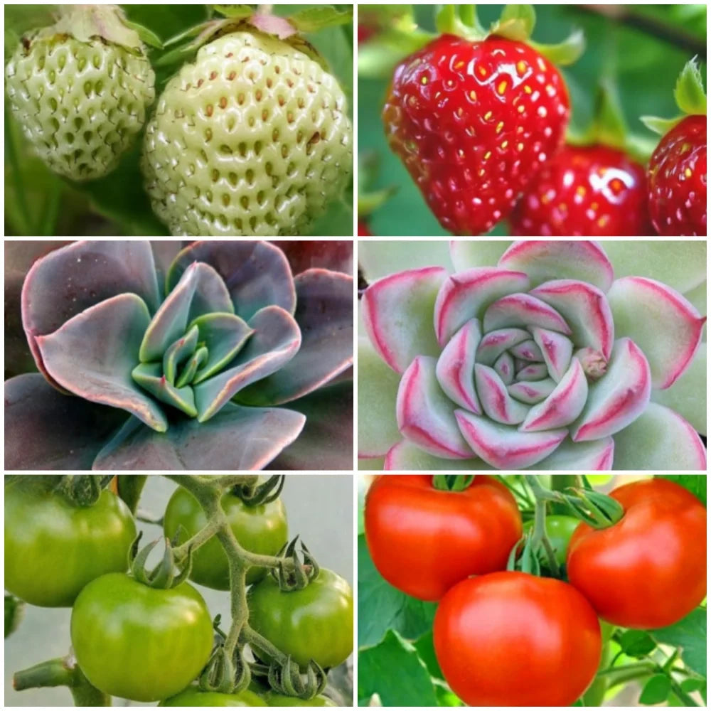 FloraFlare™ Groeilamp